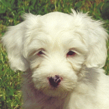 axel_portret.gif(20 kb)